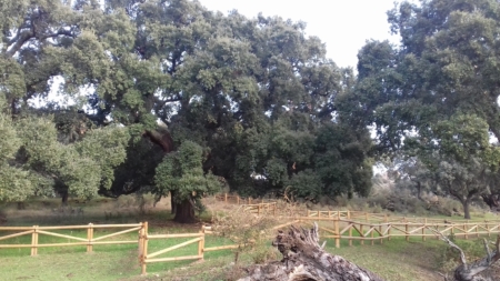 Obra servicio Consultoría de Ingeniería