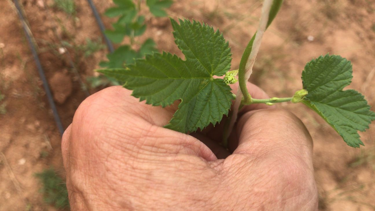 Obra servicio Consultoría de Ingeniería