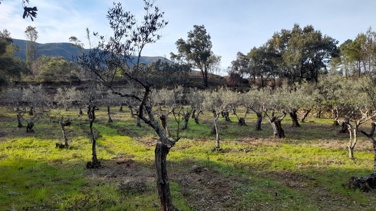 Obra servicio Consultoría de Ingeniería
