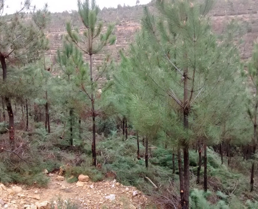 Obra servicio Consultoría de Ingeniería